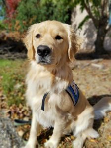 Austin Service Dog in Training