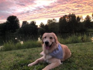 Daisy, Service Dog In Training