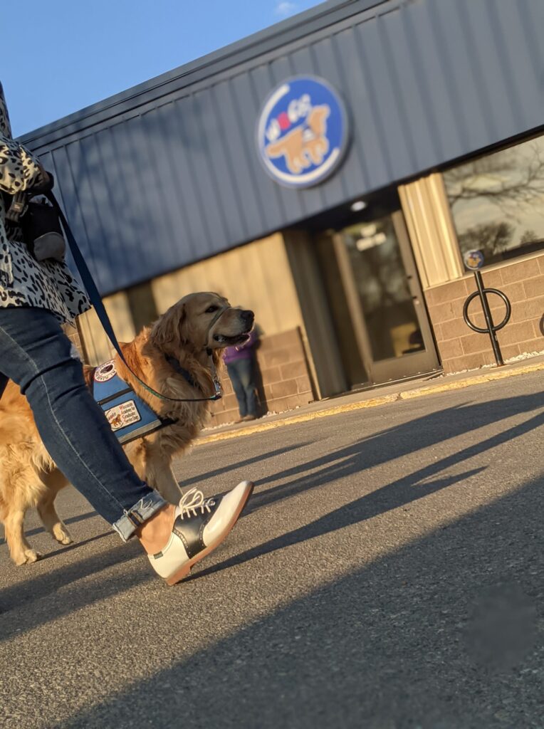 WAGS service dog in training walking in front of the WAGS building